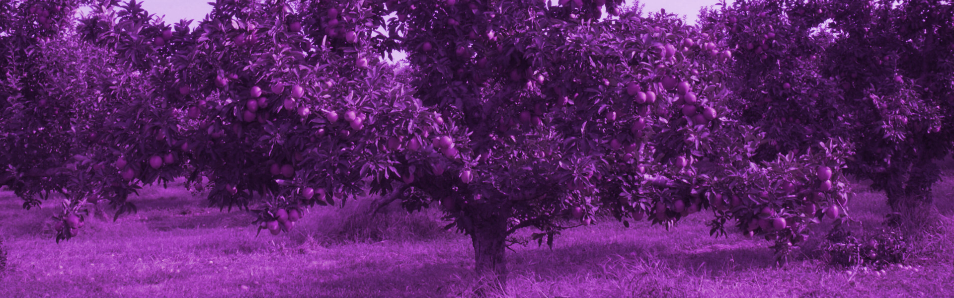 Apples and Stars